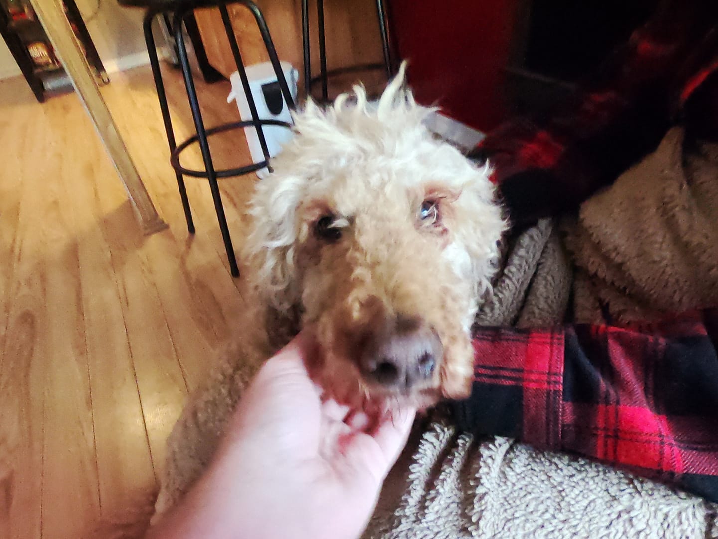 A hand gives a golden labradoodle a chin scratch